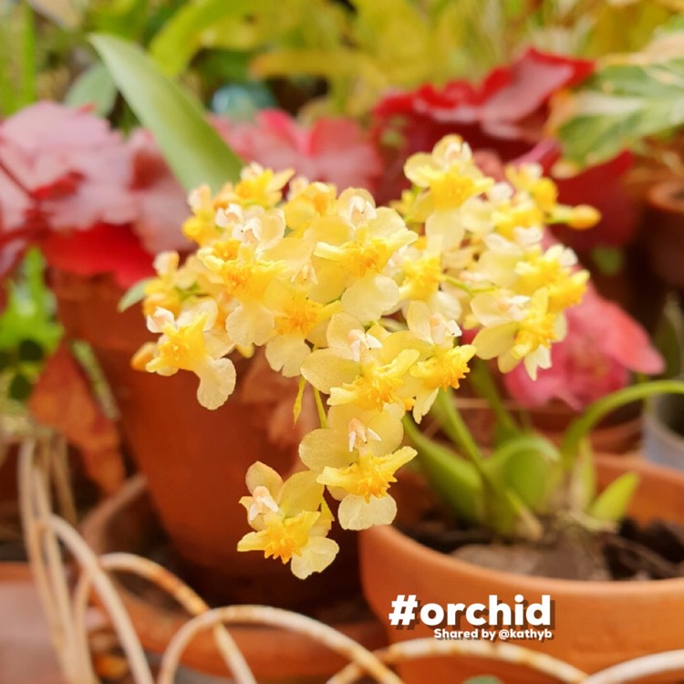 Plant image Oncidium 'Twinkle Yellow'