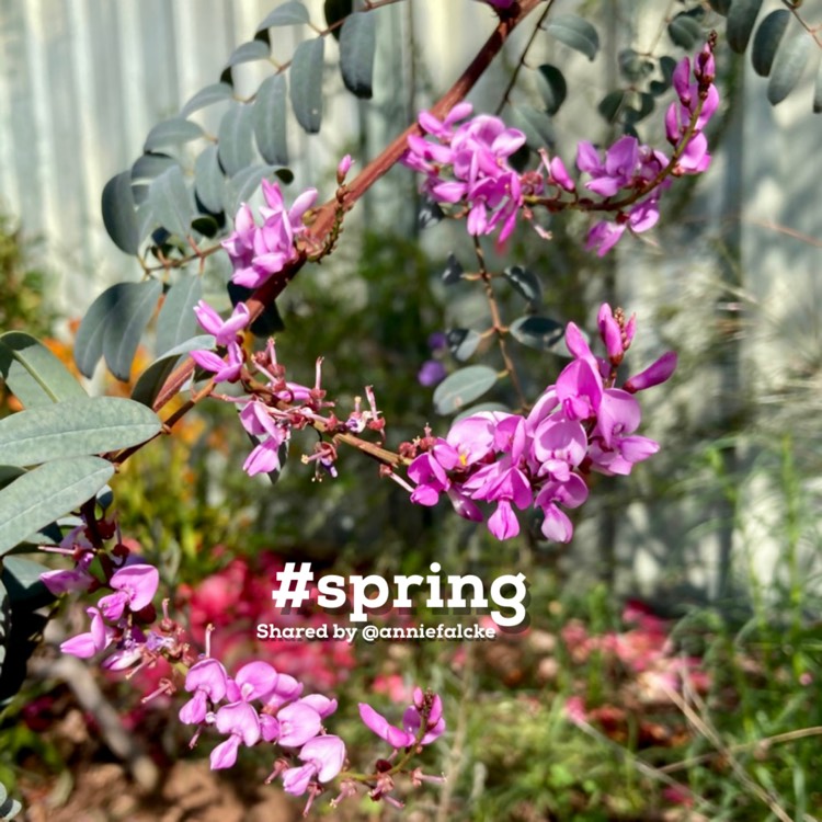 Plant image Indigofera australis