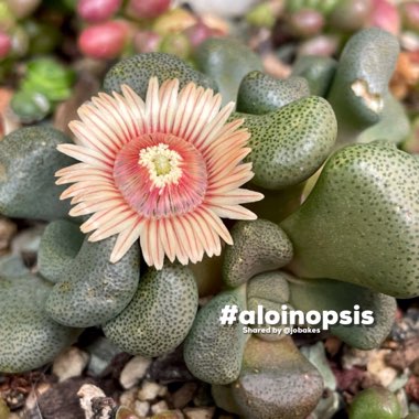 Aloinopsis schooneesii