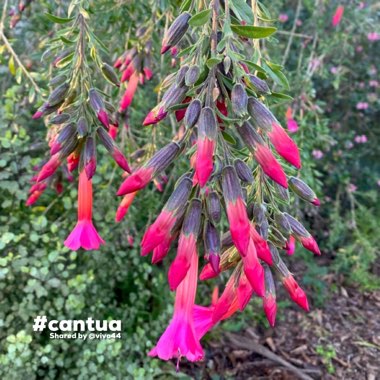 Cantua buxifolia