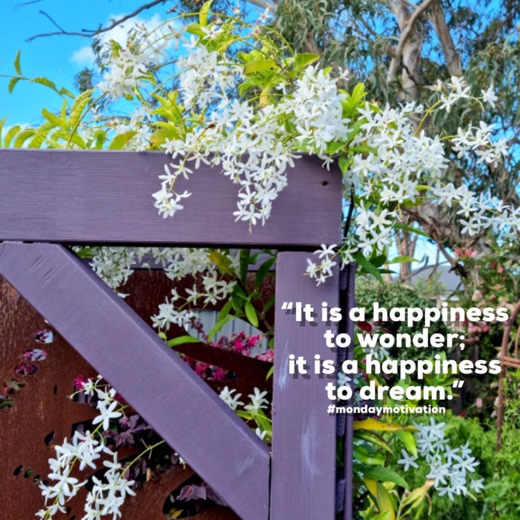 Plant image Petrea Volubilis