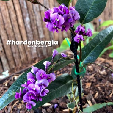 Hardenbergia violacea 'Happy Wanderer'