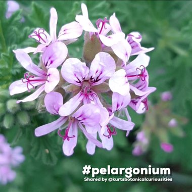 Pelargonium 'Citrosum' syn. Pelagonium citrosum, Pelargonium graveolens 'Citrosum'