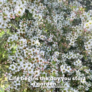 Leptospermum