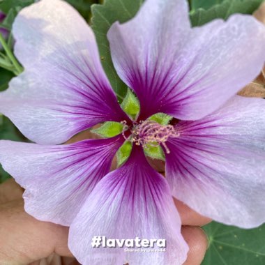 Lavatera 'Maritima' (bicolour)