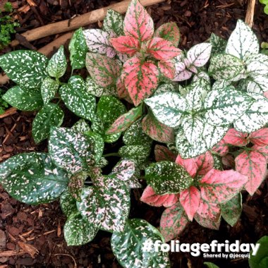 Hypoestes phyllostachya