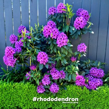 Rhododendron  (Rhododendron Varieties)