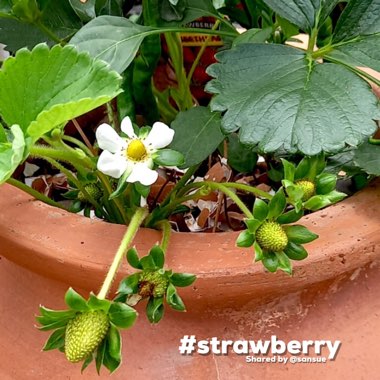 Fragaria x ananassa