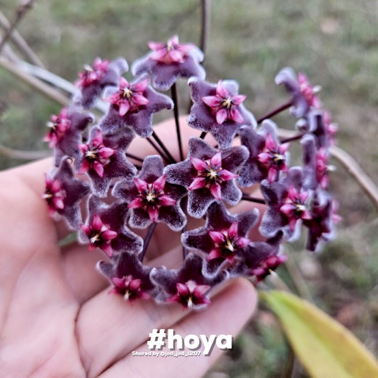 Plant image Hoya Pubicalyx