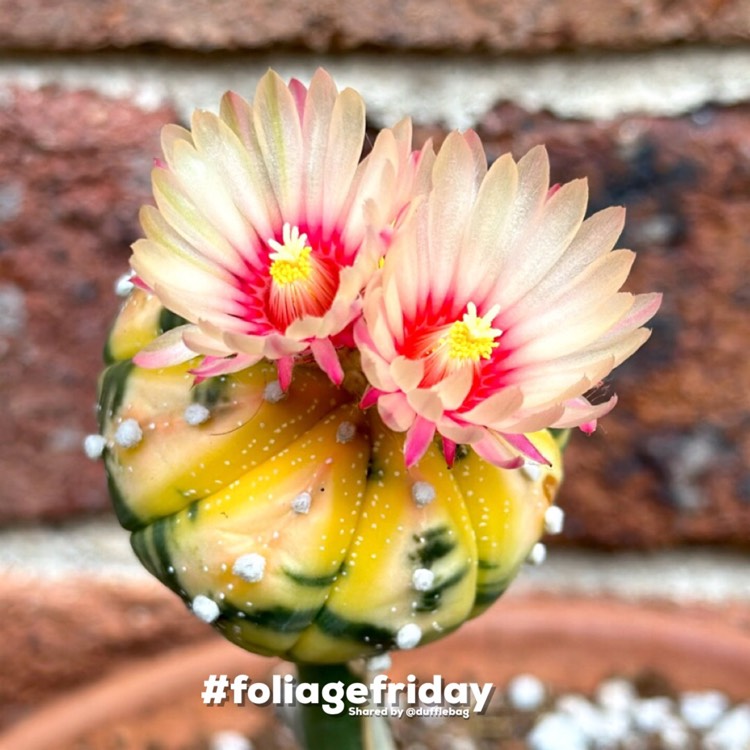 Plant image Astrophytum Asterias Variegata 