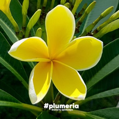 Plumeria rubra