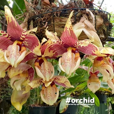 Stanhopea Tigrina