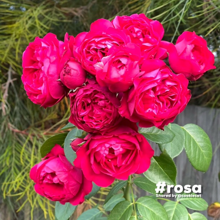 Plant image Rosa 'Meidrason' syn. Rosa 'Red Eden Rose', Rosa 'Red Eden', Rosa 'Red Pierre', Rosa 'Red Pierre de Ronsard', Rosa 'Rouge Pierre de Ronsard', Rosa 'Eric Tabarly'