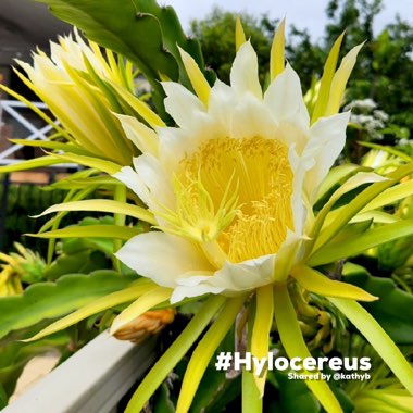 Hylocereus polyrhizus