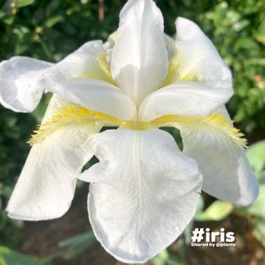 Iris x germanica