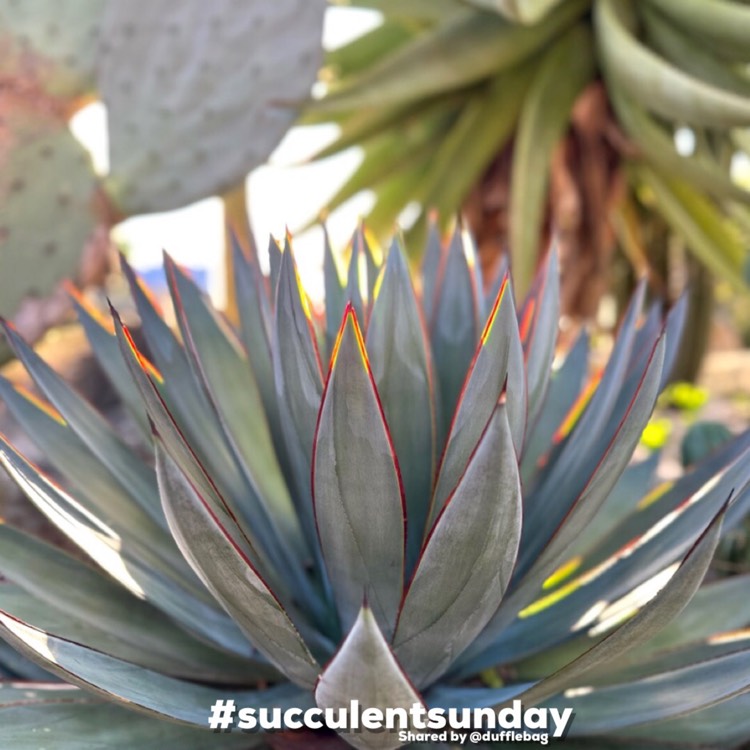 Plant image Agave 'Blue Glow'