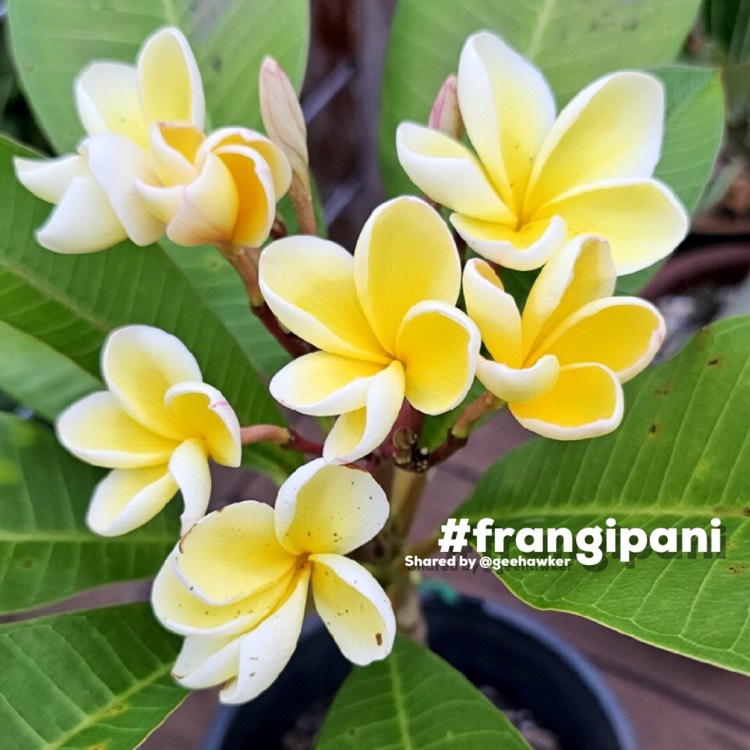 Plant image Plumeria Rubra 'Darwin Yellow'