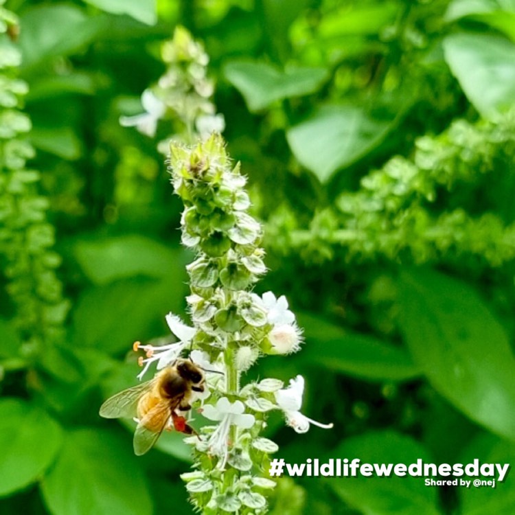 Plant image Ocimum basilicum