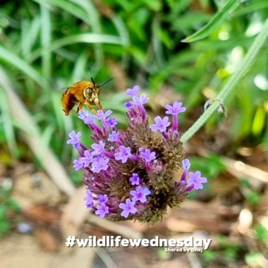 Verbena bonariensis