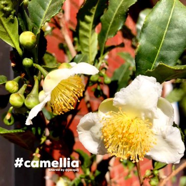 Camellia sinensis