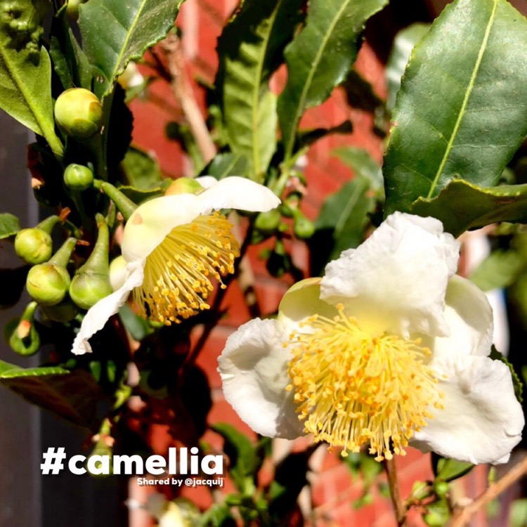 Plant image Camellia sinensis