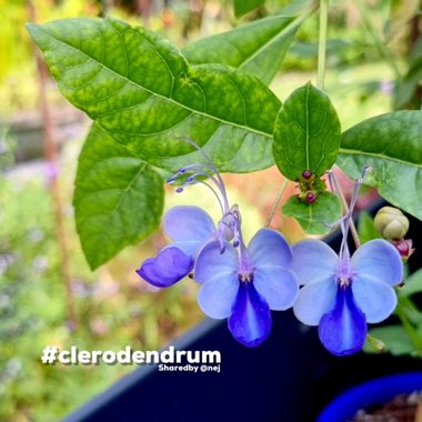 Clerodendrum Ugandense