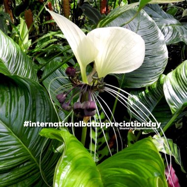 Tacca Integrifolia