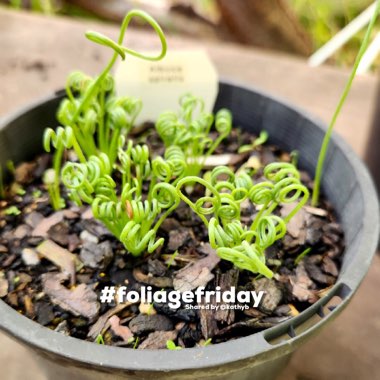 Albuca spiralis 'Frizzle Sizzle'