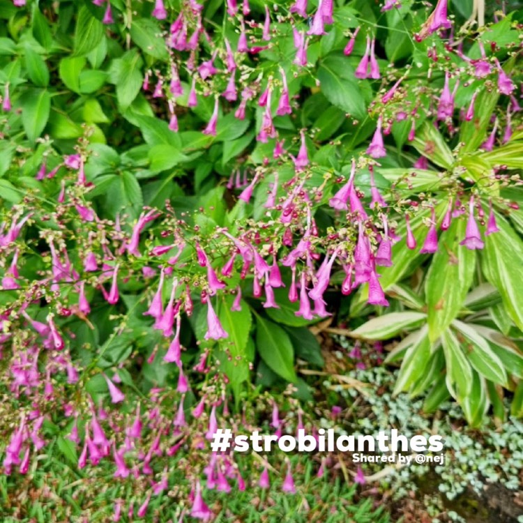 Plant image Strobilanthes cusia