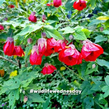 Abutilon