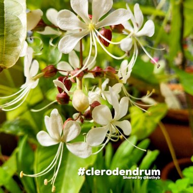 Clerodendrum wallichii