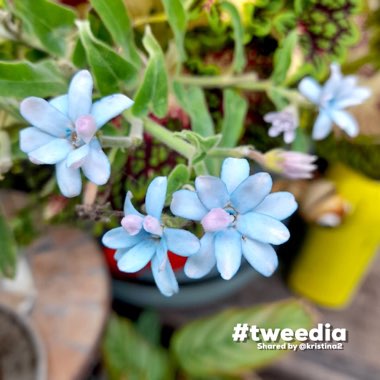 Tweedia caerulea syn. Oxypetalum coeruleum