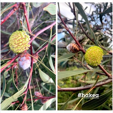 Hakea laurina