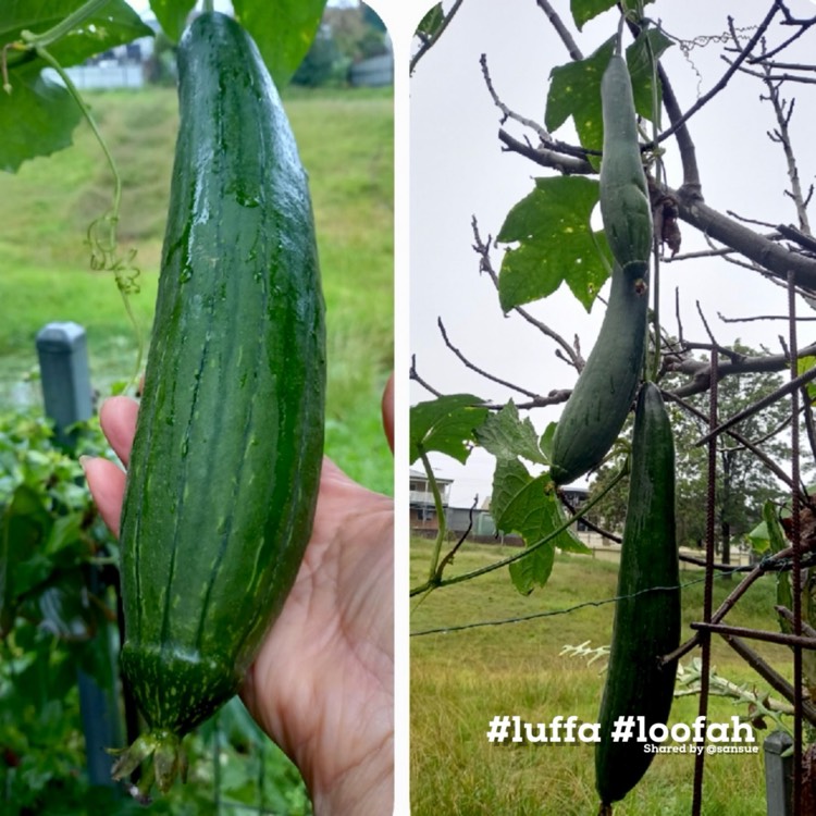 Plant image Luffa aegyptiaca