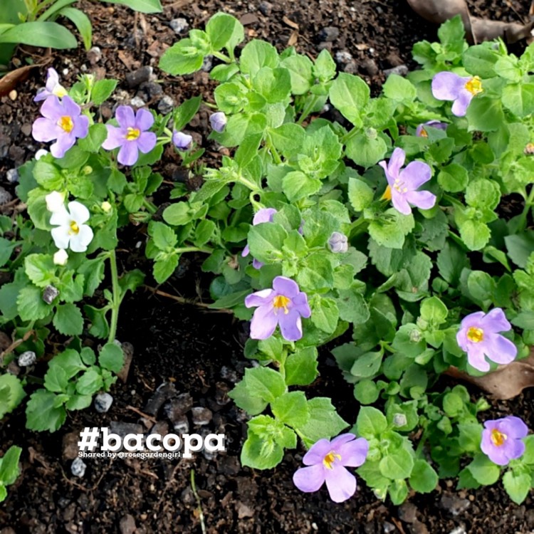 Plant image Bacopa Monnieri