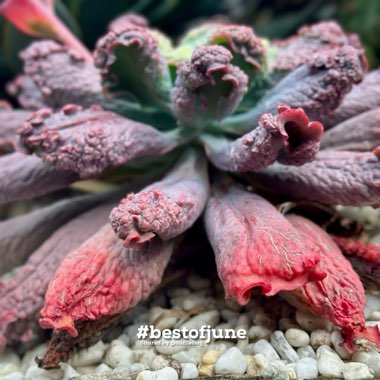 Echeveria Etna