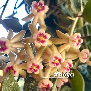 Hoya Curtisii