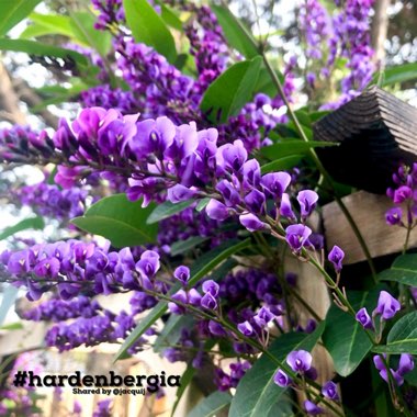 Hardenbergia violacea 'Happy Wanderer'