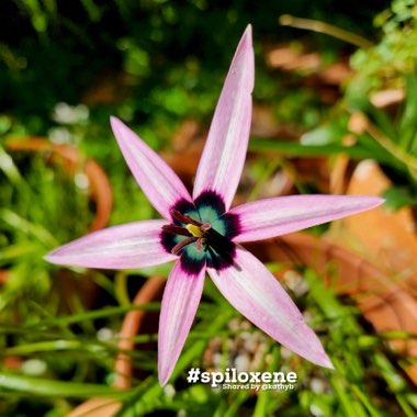 Spiloxene capensis alt Pauridia capensis (pink)