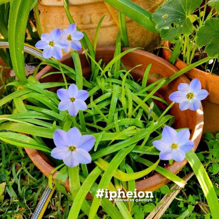 Plant image Ipheion