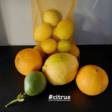 Citrus limon syn. Citrus x limonia