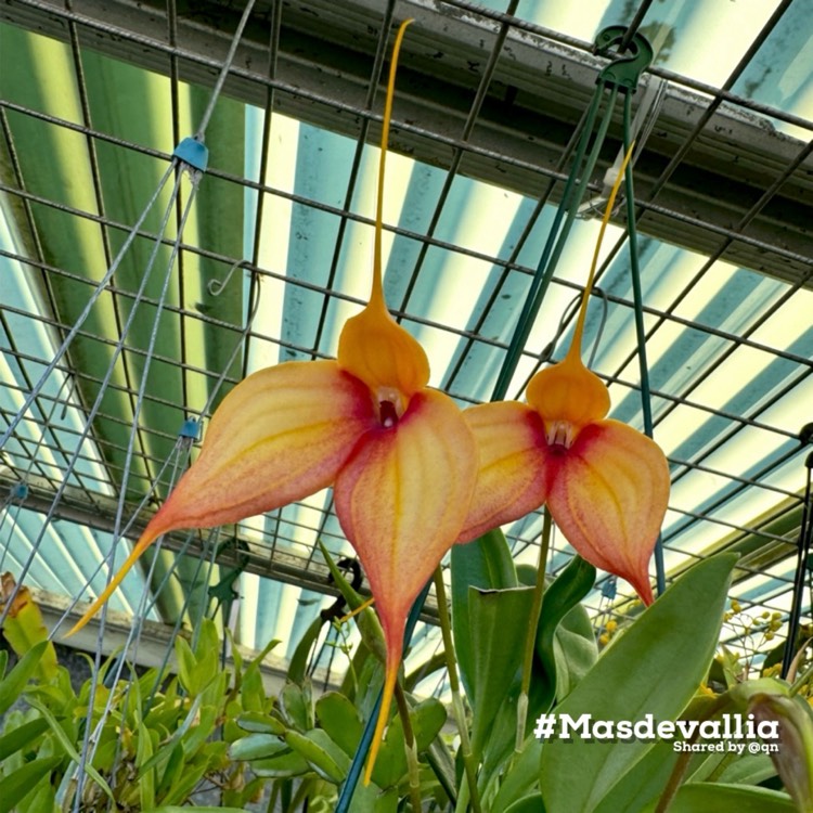 Plant image Masdevallia