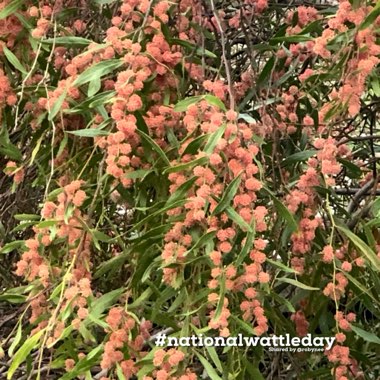 Acacia leprosa 'Scarlet Blaze'