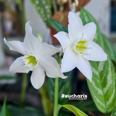 Eucharis amazonica