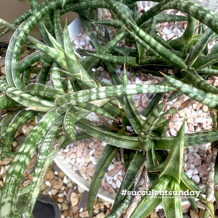 Plant image Sansevieria ballyi