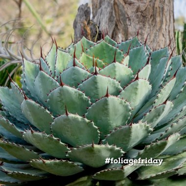 Agave Kisso Kan