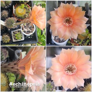 Echinopsis oxygona (Hybrids)