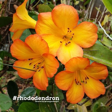 Rhododendron vireya