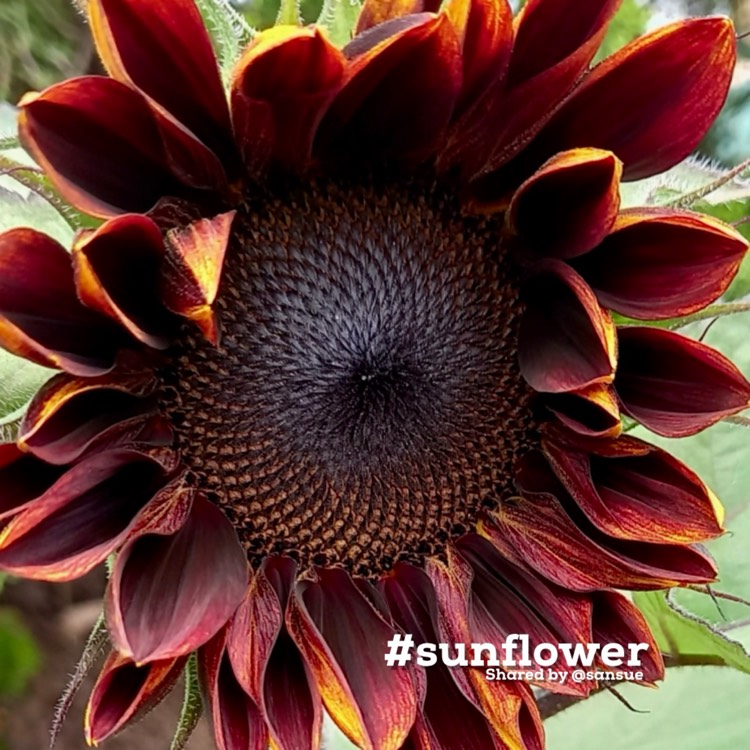 Plant image Helianthus annuus 'Velvet Queen'