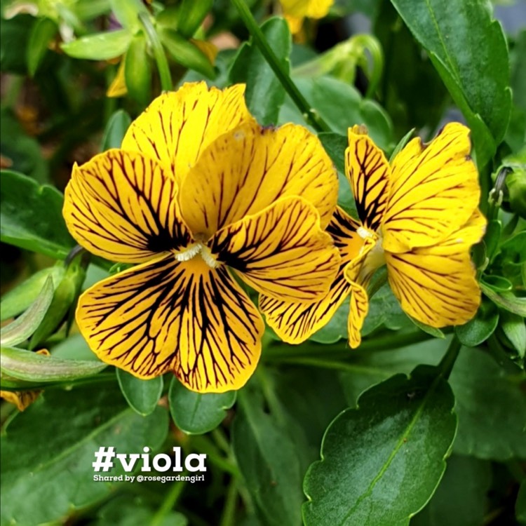 Plant image Viola 'Tiger Eyes'